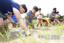 농촌진흥청, 상주 초등생과 모내기 체험