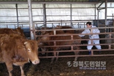 영주시, 구제역 막아라 1602농가 백신 긴급접종