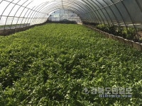 경산 용성 육동 가을미나리, 쌉싸름한 맛으로 취향저격