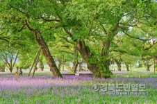 성주 성밖숲 생태관광 명소로 거듭난다