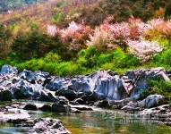 신비로운 무늬의 꽃돌에선 향기가 나는 듯…