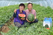 달성 옥포수박 본격 출하