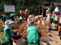 상주 모서새마을남여지도자 사랑의 고구마 수확