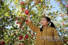상큼한 영주사과 맛보고 부석사 단풍길 거닐자
