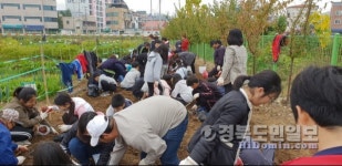 대구 동구 어린이 고구마 수확체험