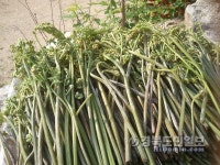 문경 유기농 건나물로 농촌의 미래 비전 열어가다