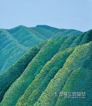 붓질로 켜켜이 쌓아올린 靑山