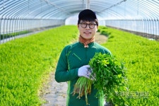 아싹한 청도 봄 미나리 제철… 부농의 꿈 무럭무럭