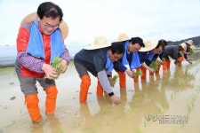 올해도 대풍이오~ 칠곡서 경북 첫 모내기