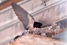 10년째 포항 두호시장 찾아오는 착한 제비들