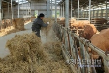 경주시, 한우농가 대체인력 지원 사업 추진