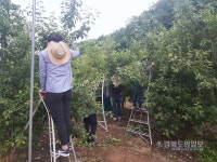 영양군 입암면사무소, 농촌 일손 돕기