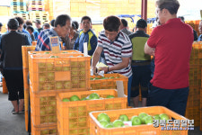 영주 소백산 아오리 본격 출하