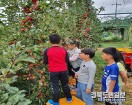 포항 곡강초, 사과농장 체험활동 실시