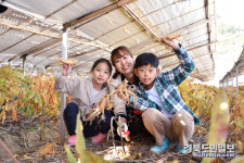 쌉싸래한 영주 풍기인삼 매력에 풍덩 취향저격