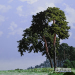 화폭 속 꿈틀대는 소나무의 생명력