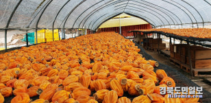 선녀들의 마음도 사로잡은 안동 풍천 명품 곶감 출하