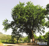 상주 두곡리 뽕나무 천연기념물 지정