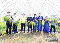 진한 향·아삭한 식감 문경 땀봉 참미나리 완판