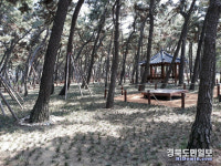 포항 남구청, 송림테마거리에 맥문동 군락지 조성