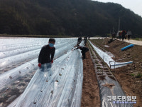 영양 청기면사무소, 농가 일손 돕기 봉사