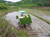 구미 옥성면 올해 첫 모내기