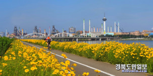 금계국으로 황금빛 물든 포항 형산강 자전거길