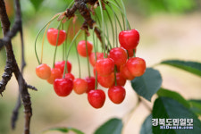 새콤달콤 대구 상동 체리 본격 출하
