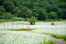 울릉도 성인봉 원시림 속 순백의 메밀꽃 만개