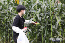 신라불교초전지 정보화마을 옥수수 수확 체험 행사 마무리
