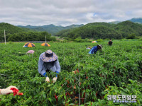 영양 입암·일월면, 고추 수확기 맞아 농가 일손 지원