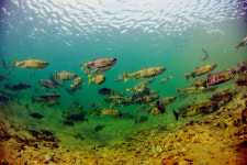 FIRA, 동해안 하천 어린연어 700만 마리 방류