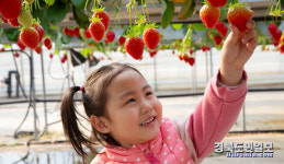 딸기 따는 童心