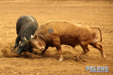 힘찬 기운 받으세요… 청도 소싸움 기지개