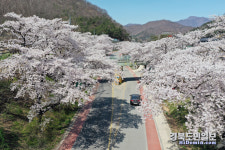 봄의 여왕 벚꽃 문경서 조용하고 여유롭게 즐기세요