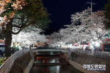 김천 직지사 벚꽃길, 밤에도 환하게
