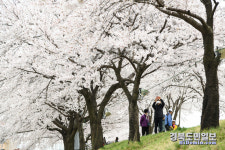 영주 서천 둔치 벚꽃 만개