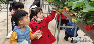 영주 동부초등학교병설유치원 싱그러움을 만나는 딸기나라 체험