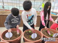 칠곡 관호초 꼬마 농부들, 상추모종 심다