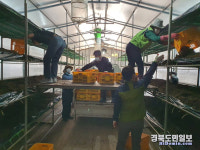 영덕군농업기술센터 버섯배지 입상작업 일손돕기