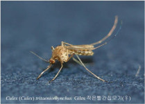 대구서 올해 처음 일본뇌염 매개모기 작은빨간집모기 발견