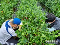 영양 일월면, 고추농가 일손돕기