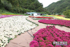 안동 예안면 도촌리 국화꽃 만개