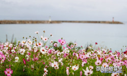 울진 봉평 해안가 코스모스 절정