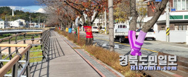 겨울옷 갈아입은 영덕 덕곡천길 가로수