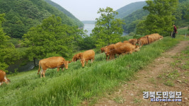상주시, 경북 축산업무 종합평가 大賞