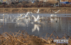 지산샛강, 구미의 백조의 호수가 되다