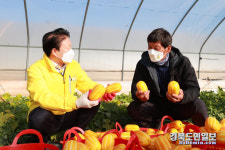 명품 성주참외 첫 출하