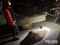 한밤중 포항 장량초교 인근 멧돼지 출몰… 2마리 포획