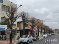 안동시, 주요 도로변 가로수 전정 실시